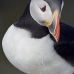 puffin_atlantic_msi_v_0981_can0594.jpg